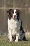 BORDER COLLIE 1461